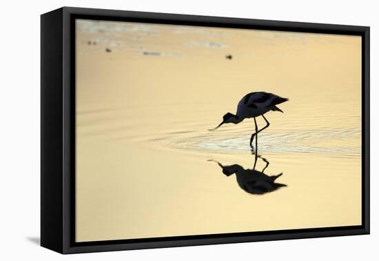 Avocet Feeding in Shallow Lake at Sunset-null-Framed Stretched Canvas