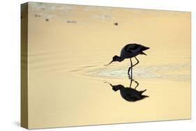 Avocet Feeding in Shallow Lake at Sunset-null-Stretched Canvas