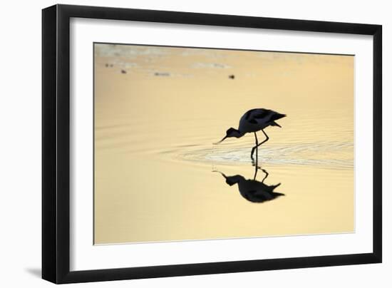 Avocet Feeding in Shallow Lake at Sunset-null-Framed Premium Photographic Print