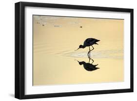 Avocet Feeding in Shallow Lake at Sunset-null-Framed Premium Photographic Print