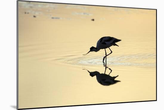 Avocet Feeding in Shallow Lake at Sunset-null-Mounted Photographic Print