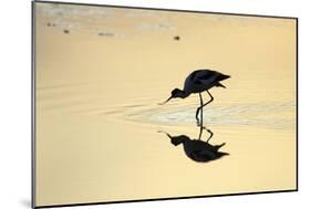 Avocet Feeding in Shallow Lake at Sunset-null-Mounted Photographic Print