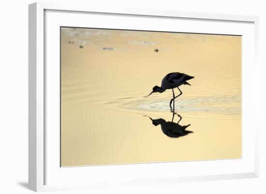 Avocet Feeding in Shallow Lake at Sunset-null-Framed Photographic Print