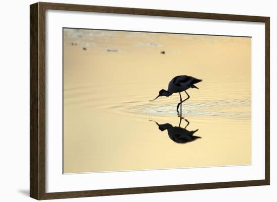 Avocet Feeding in Shallow Lake at Sunset-null-Framed Photographic Print