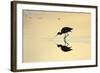 Avocet Feeding in Shallow Lake at Sunset-null-Framed Photographic Print