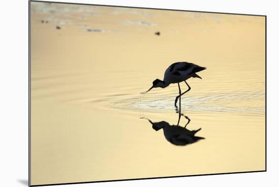 Avocet Feeding in Shallow Lake at Sunset-null-Mounted Photographic Print