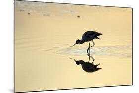 Avocet Feeding in Shallow Lake at Sunset-null-Mounted Photographic Print