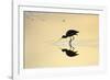 Avocet Feeding in Shallow Lake at Sunset-null-Framed Photographic Print