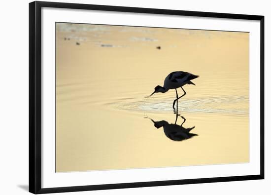 Avocet Feeding in Shallow Lake at Sunset-null-Framed Photographic Print