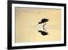 Avocet Feeding in Shallow Lake at Sunset-null-Framed Photographic Print