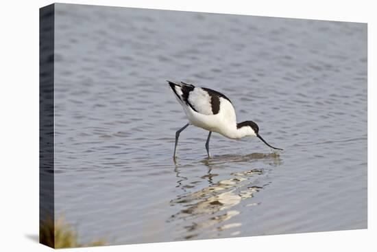 Avocet Feeding-null-Stretched Canvas