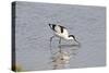 Avocet Feeding-null-Stretched Canvas