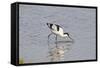 Avocet Feeding-null-Framed Stretched Canvas