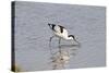 Avocet Feeding-null-Stretched Canvas