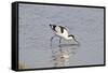 Avocet Feeding-null-Framed Stretched Canvas