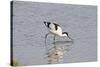 Avocet Feeding-null-Stretched Canvas