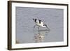 Avocet Feeding-null-Framed Photographic Print