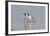 Avocet Feeding-null-Framed Photographic Print