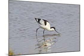 Avocet Feeding-null-Mounted Photographic Print