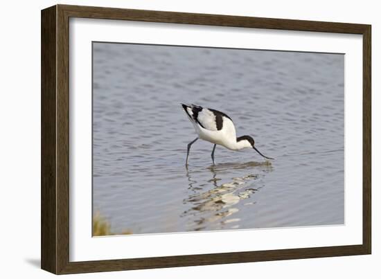 Avocet Feeding-null-Framed Photographic Print