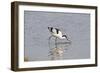 Avocet Feeding-null-Framed Photographic Print