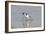 Avocet Feeding-null-Framed Photographic Print