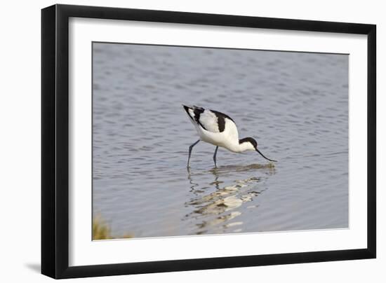 Avocet Feeding-null-Framed Photographic Print