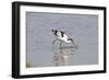 Avocet Feeding-null-Framed Photographic Print