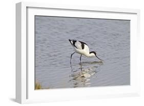 Avocet Feeding-null-Framed Photographic Print