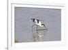 Avocet Feeding-null-Framed Photographic Print