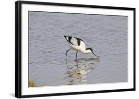 Avocet Feeding-null-Framed Photographic Print