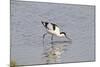 Avocet Feeding-null-Mounted Photographic Print