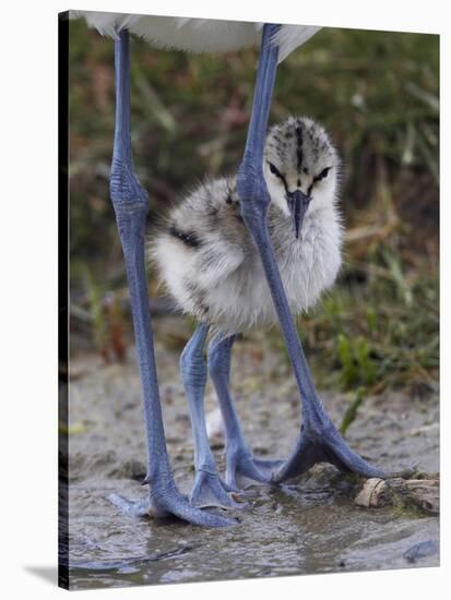 Avocet (Recurvirostra Avosetta) Chick Standing Behind Parents Legs, Texel, Netherlands, May 2009-Peltomäki-Stretched Canvas