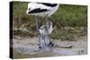 Avocet (Recurvirostra Avosetta) Chick Standing Behind Parents Legs, Texel, Netherlands, May 2009-Peltomäki-Stretched Canvas