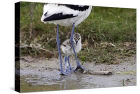 Avocet (Recurvirostra Avosetta) Chick Standing Behind Parents Legs, Texel, Netherlands, May 2009-Peltomäki-Stretched Canvas