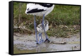 Avocet (Recurvirostra Avosetta) Chick Standing Behind Parents Legs, Texel, Netherlands, May 2009-Peltomäki-Framed Stretched Canvas