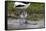 Avocet (Recurvirostra Avosetta) Chick Standing Behind Parents Legs, Texel, Netherlands, May 2009-Peltomäki-Framed Stretched Canvas