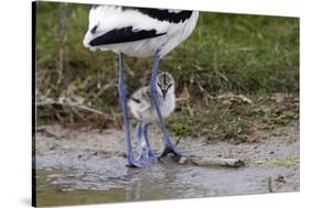 Avocet (Recurvirostra Avosetta) Chick Standing Behind Parents Legs, Texel, Netherlands, May 2009-Peltomäki-Stretched Canvas