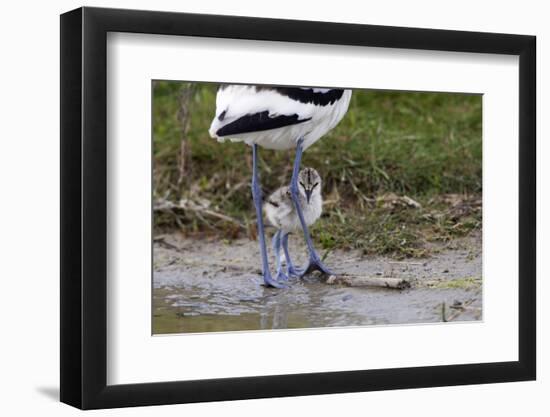 Avocet (Recurvirostra Avosetta) Chick Standing Behind Parents Legs, Texel, Netherlands, May 2009-Peltomäki-Framed Premium Photographic Print