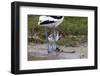 Avocet (Recurvirostra Avosetta) Chick Standing Behind Parents Legs, Texel, Netherlands, May 2009-Peltomäki-Framed Premium Photographic Print