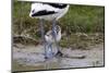 Avocet (Recurvirostra Avosetta) Chick Standing Behind Parents Legs, Texel, Netherlands, May 2009-Peltomäki-Mounted Premium Photographic Print