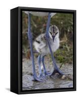 Avocet (Recurvirostra Avosetta) Chick Standing Behind Parents Legs, Texel, Netherlands, May 2009-Peltomäki-Framed Stretched Canvas