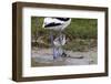 Avocet (Recurvirostra Avosetta) Chick Standing Behind Parents Legs, Texel, Netherlands, May 2009-Peltomäki-Framed Photographic Print