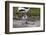 Avocet (Recurvirostra Avosetta) Chick Standing Behind Parents Legs, Texel, Netherlands, May 2009-Peltomäki-Framed Photographic Print