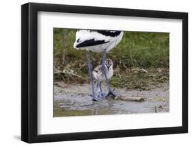 Avocet (Recurvirostra Avosetta) Chick Standing Behind Parents Legs, Texel, Netherlands, May 2009-Peltomäki-Framed Photographic Print