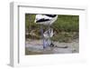 Avocet (Recurvirostra Avosetta) Chick Standing Behind Parents Legs, Texel, Netherlands, May 2009-Peltomäki-Framed Photographic Print