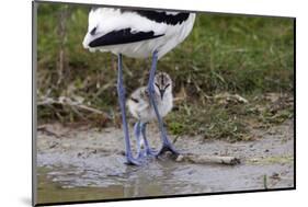 Avocet (Recurvirostra Avosetta) Chick Standing Behind Parents Legs, Texel, Netherlands, May 2009-Peltomäki-Mounted Photographic Print