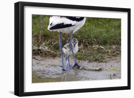 Avocet (Recurvirostra Avosetta) Chick Standing Behind Parents Legs, Texel, Netherlands, May 2009-Peltomäki-Framed Photographic Print