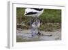 Avocet (Recurvirostra Avosetta) Chick Standing Behind Parents Legs, Texel, Netherlands, May 2009-Peltomäki-Framed Photographic Print