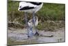 Avocet (Recurvirostra Avosetta) Chick Standing Behind Parents Legs, Texel, Netherlands, May 2009-Peltomäki-Mounted Photographic Print